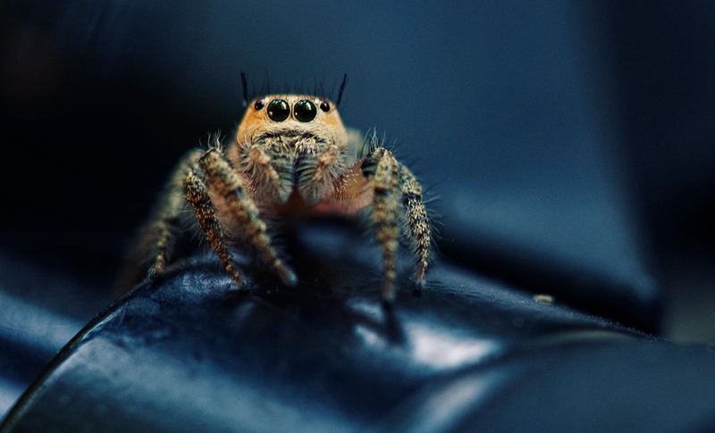 Illustration for article titled 153 Photos of Teeny Tiny Things